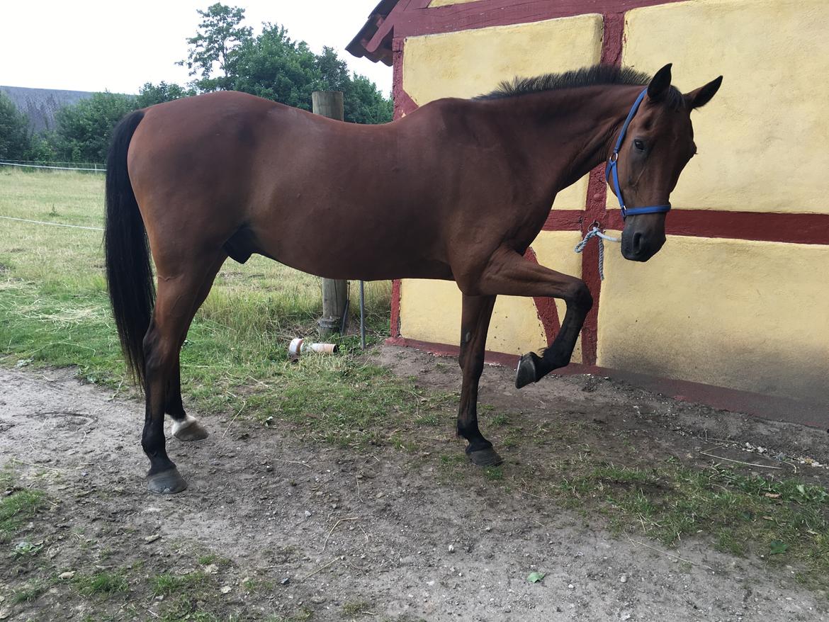 Traver Cæcar billede 31