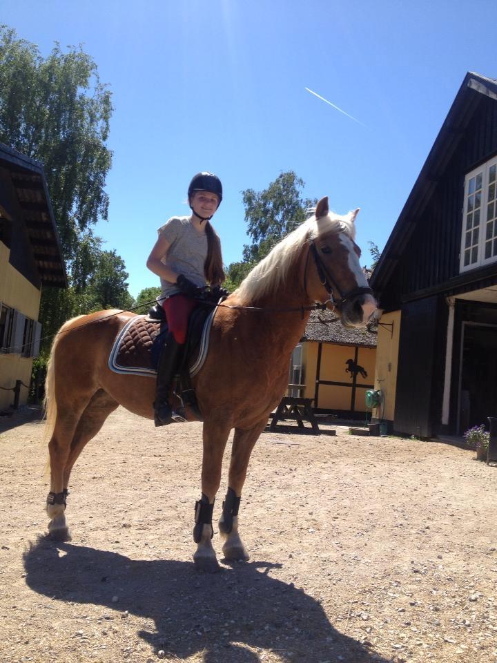 Haflinger Laura billede 24