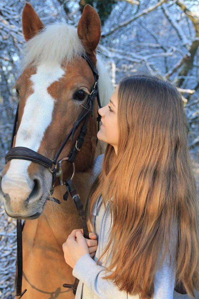 Haflinger Laura billede 25