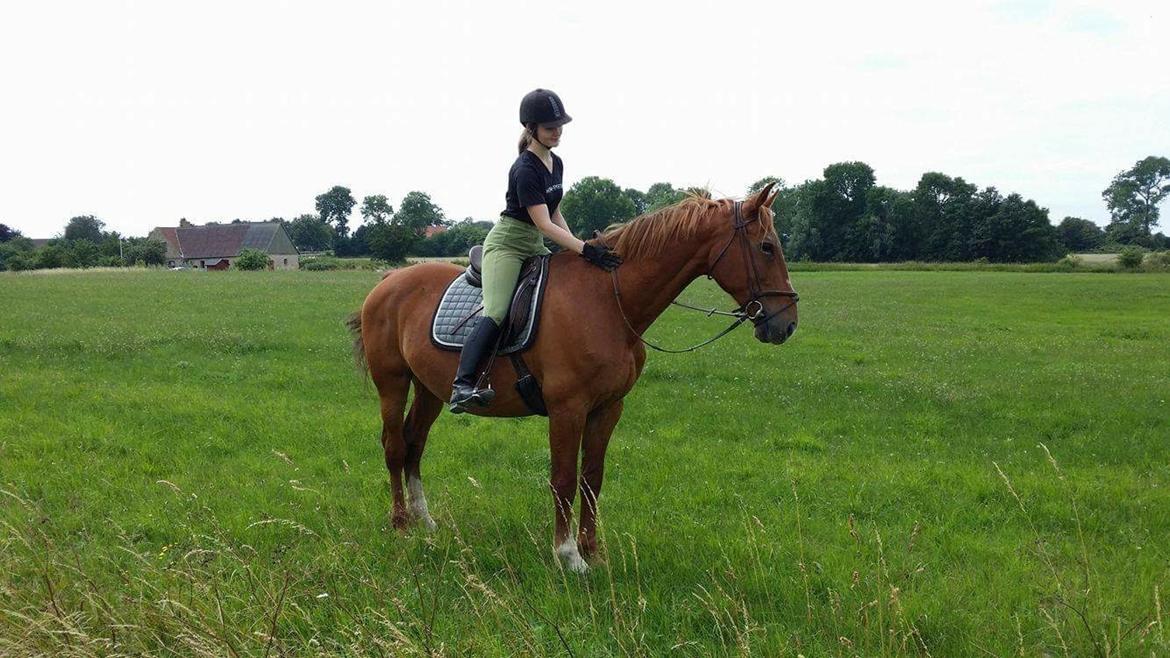 Frederiksborg Mercur Lindegård - 08-07-2016 billede 17