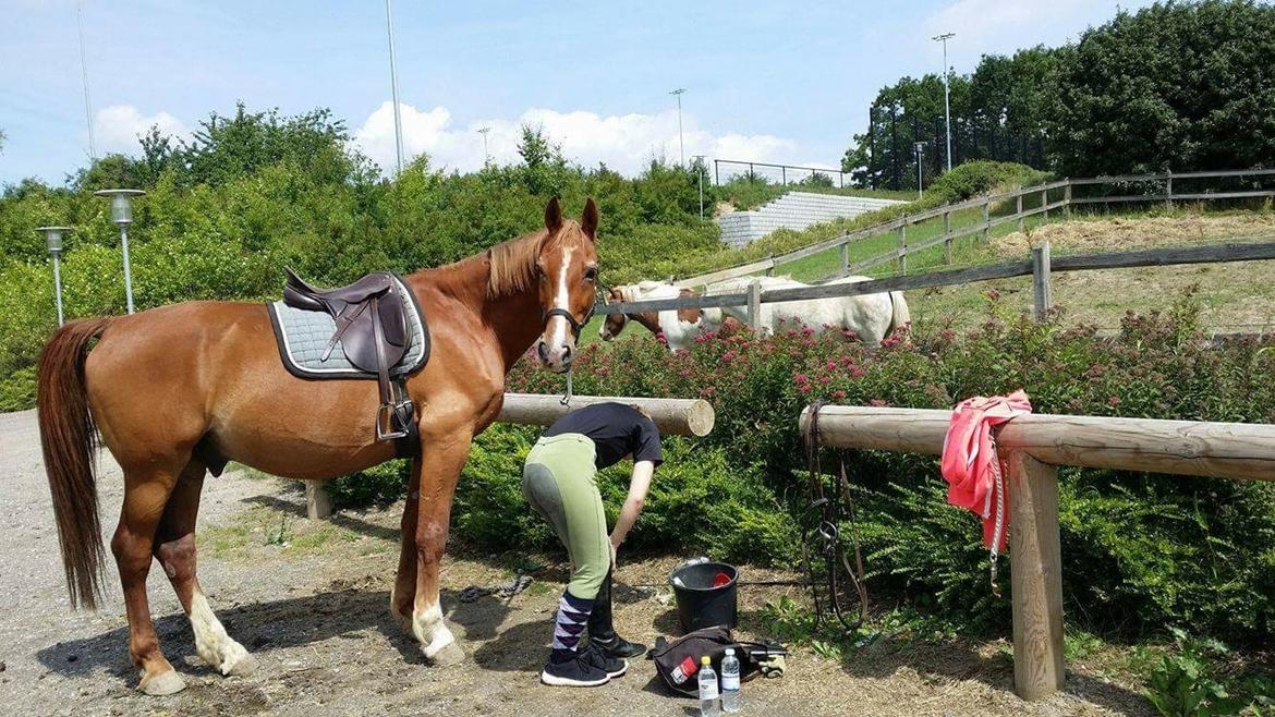 Frederiksborg Mercur Lindegård - 08-07-2016 billede 18