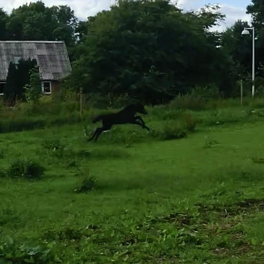 Islænder Hánótt fra Stald Blómey billede 1