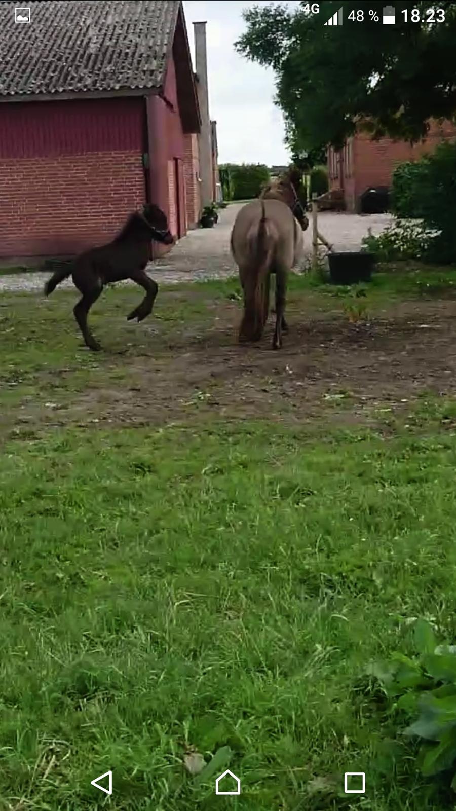 Islænder Hánótt fra Stald Blómey billede 2