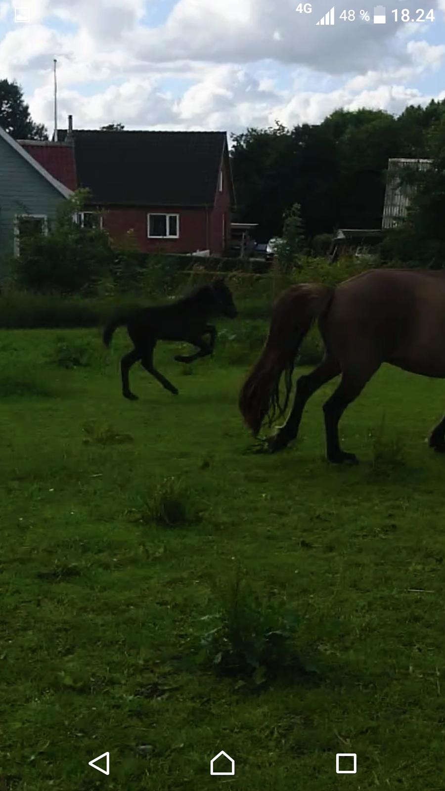 Islænder Hánótt fra Stald Blómey billede 3