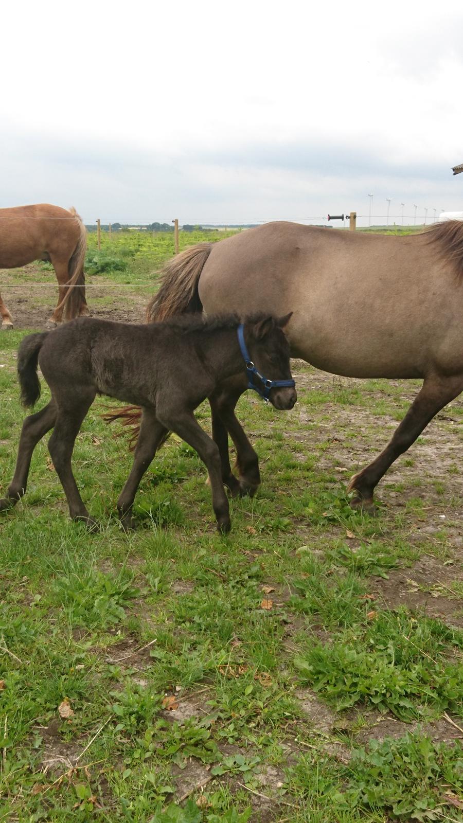 Islænder Hánótt fra Stald Blómey billede 4