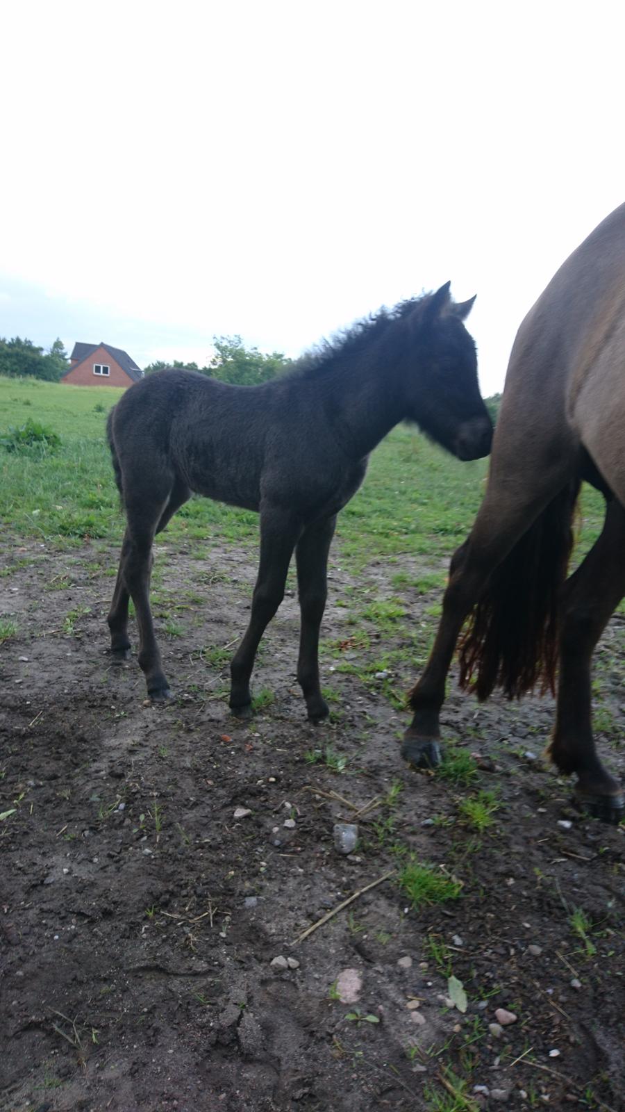Islænder Hánótt fra Stald Blómey billede 5