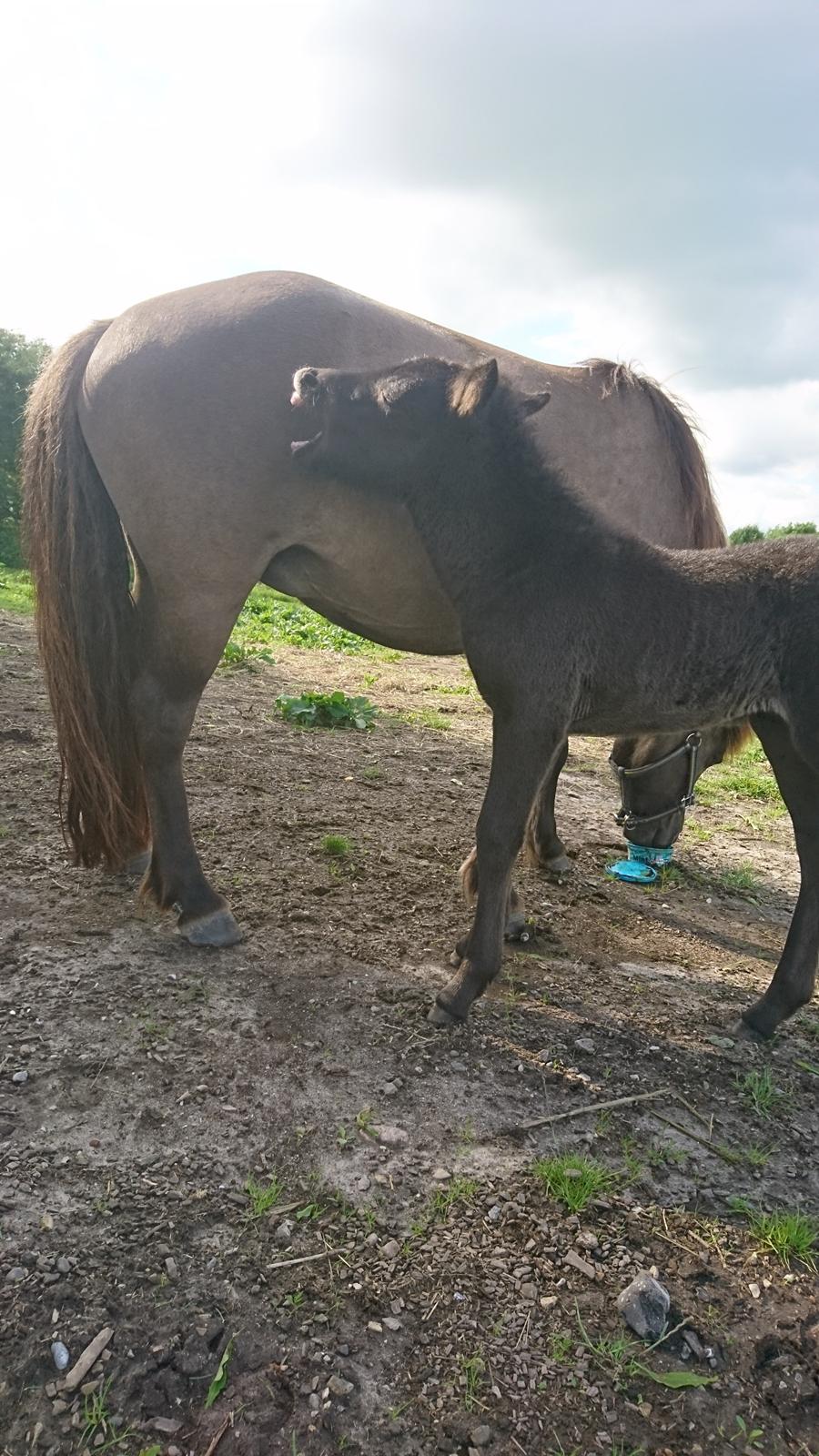 Islænder Hánótt fra Stald Blómey billede 6