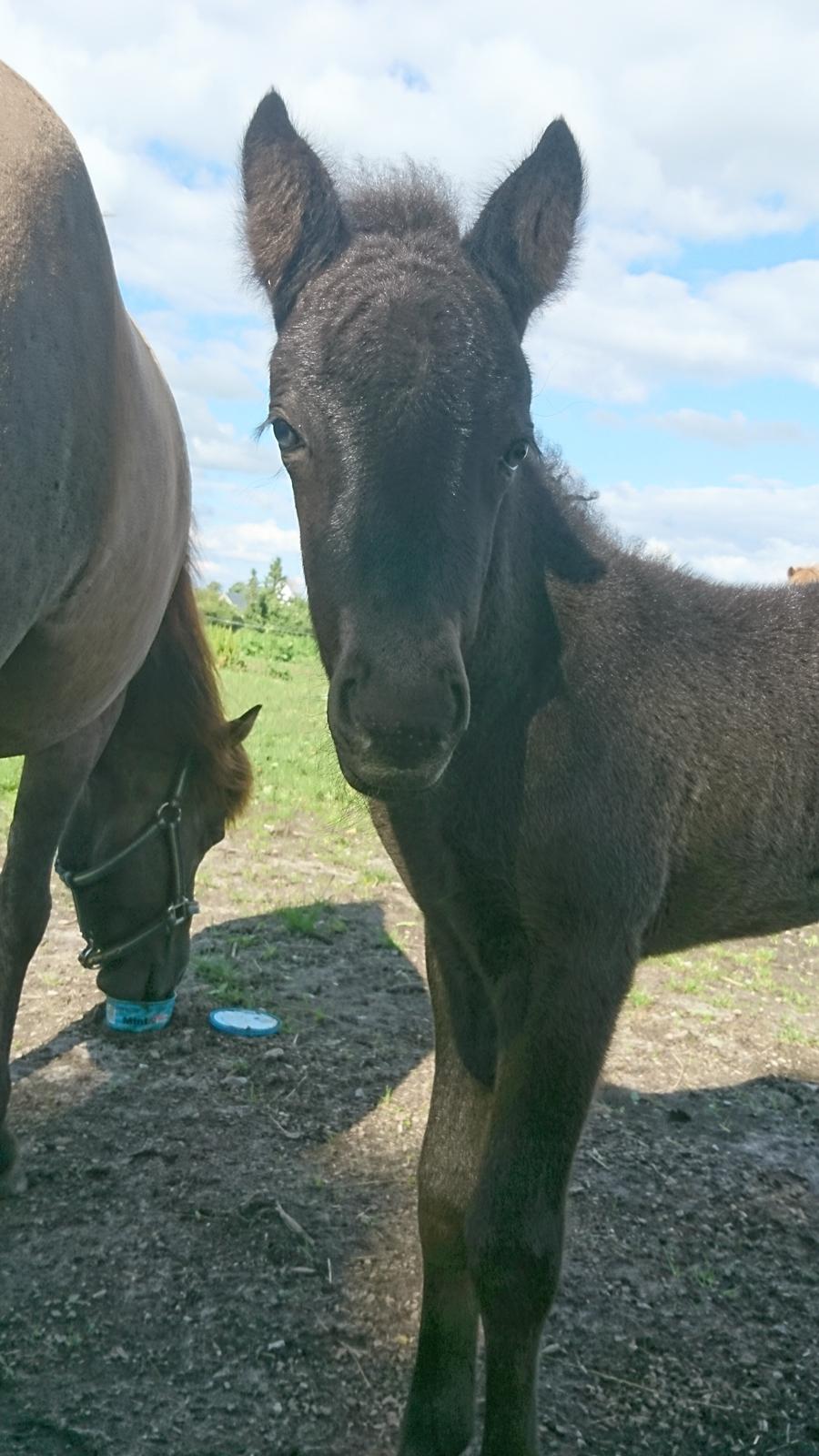 Islænder Hánótt fra Stald Blómey billede 7
