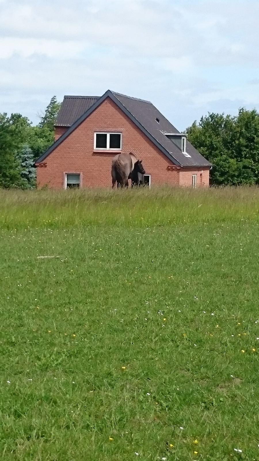 Islænder Hánótt fra Stald Blómey billede 8