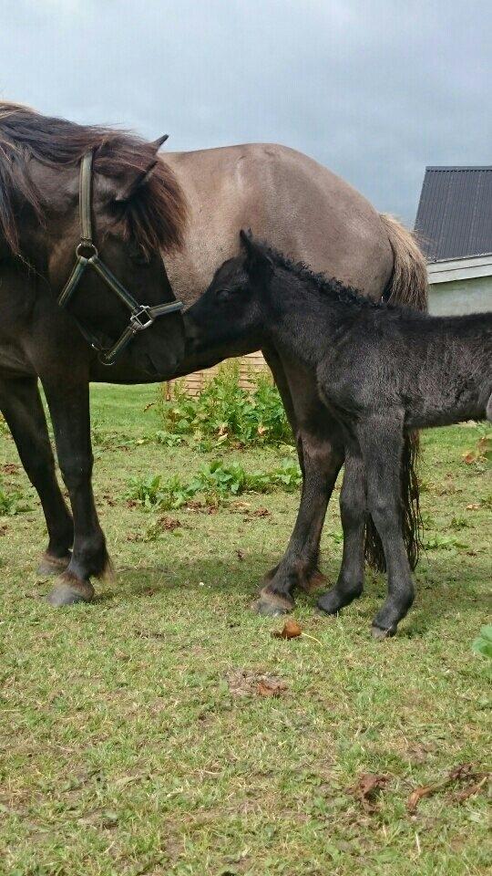 Islænder Hánótt fra Stald Blómey billede 9