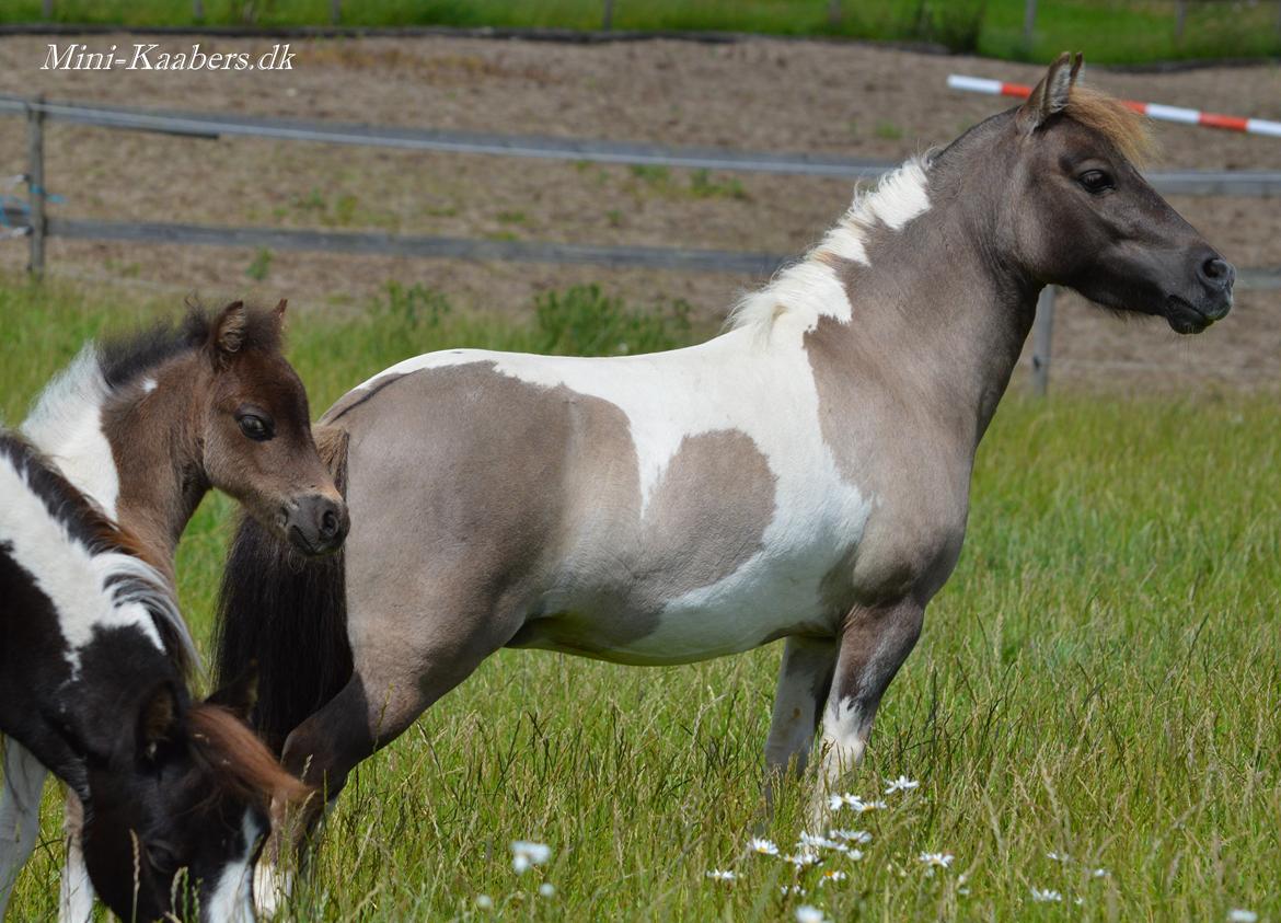 Miniature NKG's Miss Savannah by Comanche billede 3