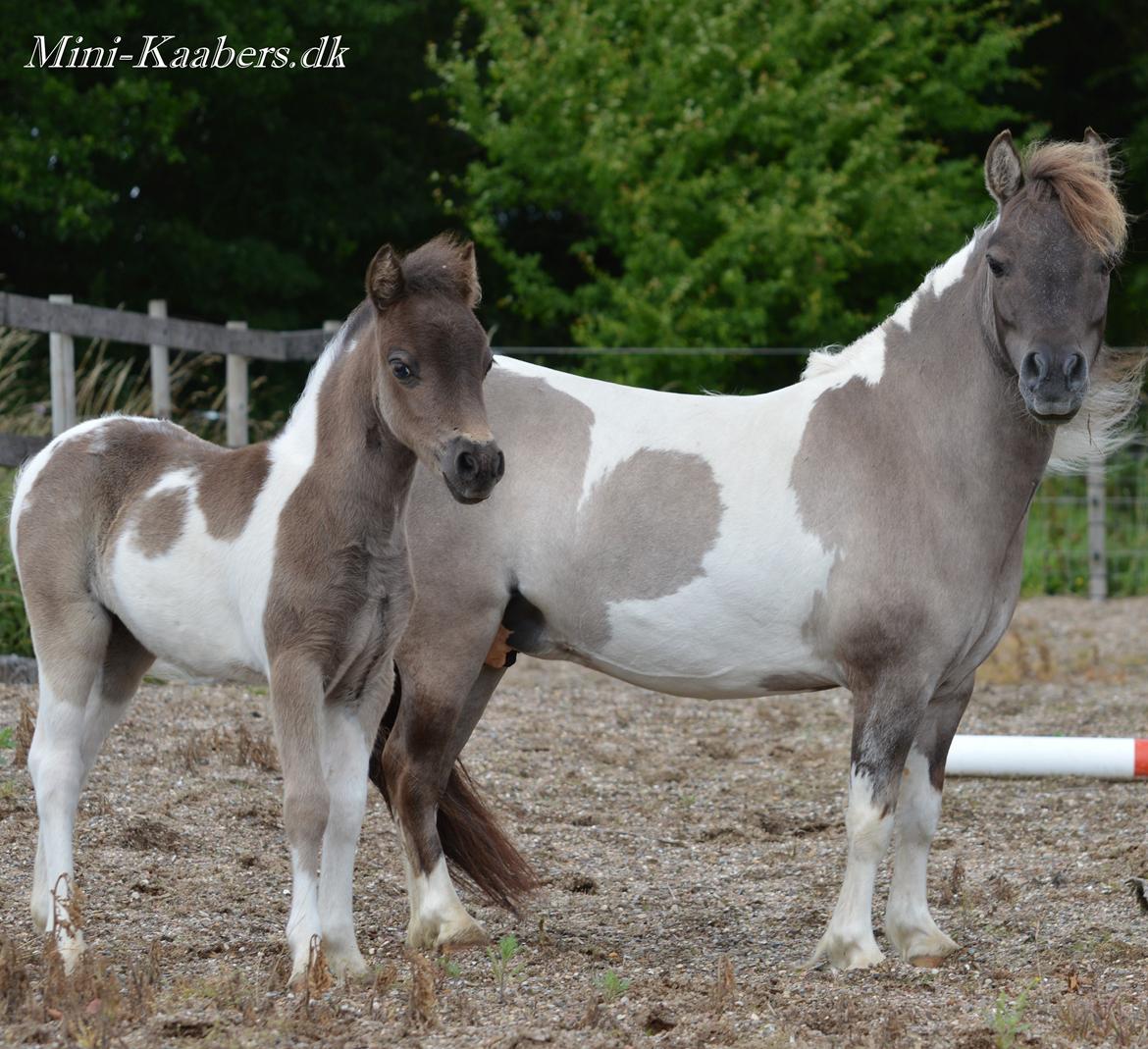 Miniature NKG's Miss Savannah by Comanche billede 2