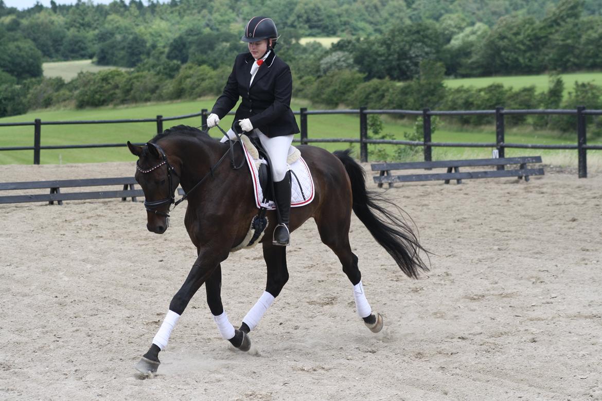 Dansk Varmblod Sieg zack billede 18