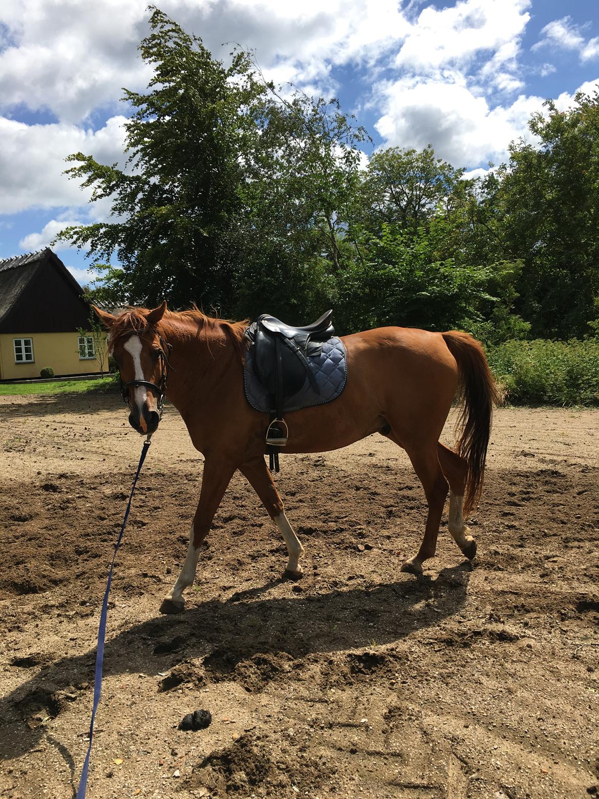 Dansk Varmblod Balou billede 16