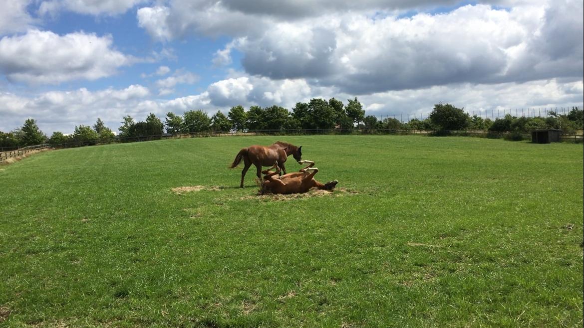 Dansk Varmblod Balou billede 19