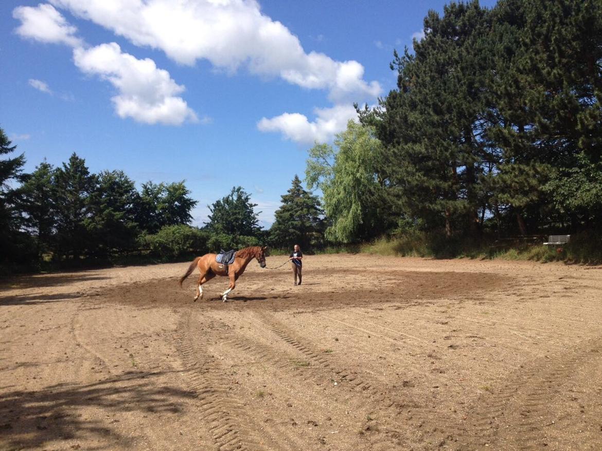 Dansk Varmblod Balou billede 13