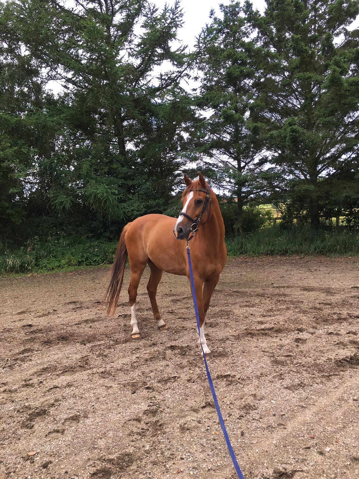 Dansk Varmblod Balou billede 14