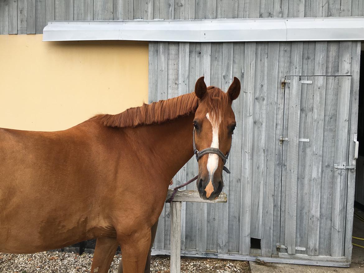 Dansk Varmblod Balou billede 15