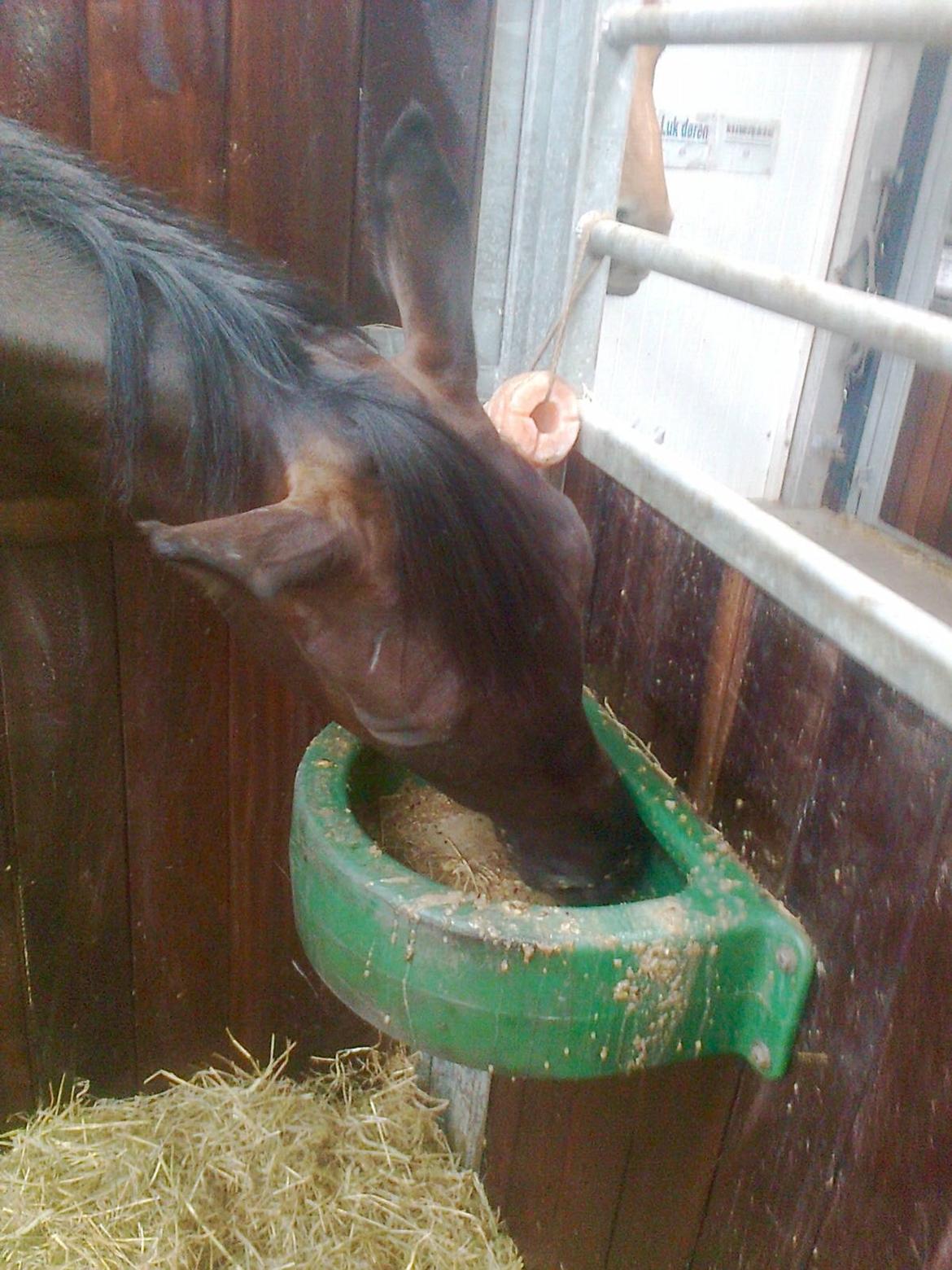 Dansk Varmblod Stenkærgårds Attention (B-hest) billede 6