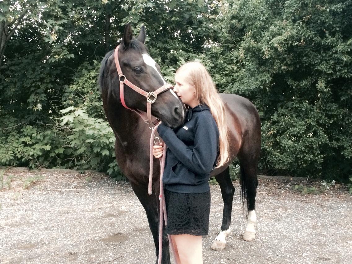 Dansk Varmblod Catalina billede 15