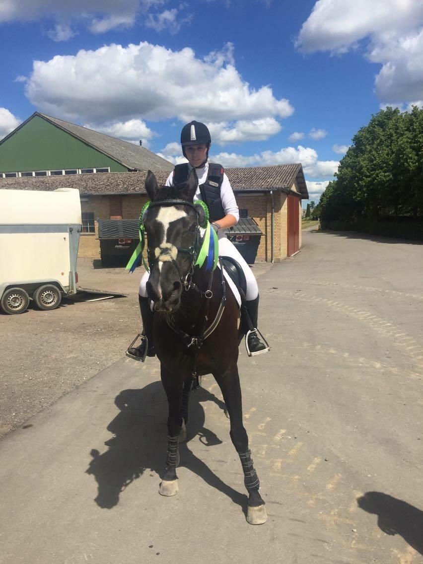 Dansk Varmblod Catalina billede 17