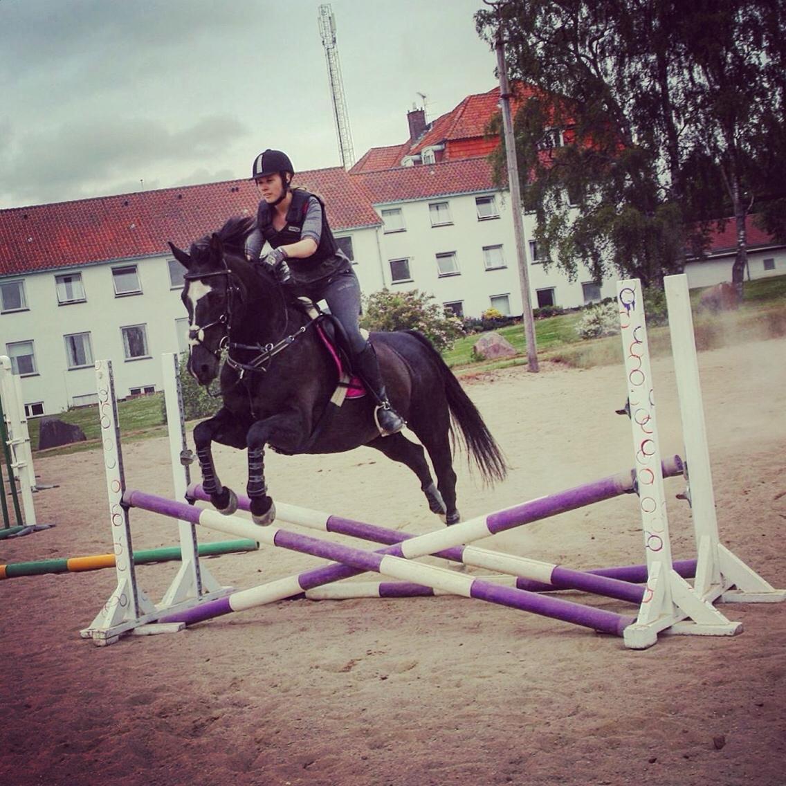 Dansk Varmblod Catalina billede 18