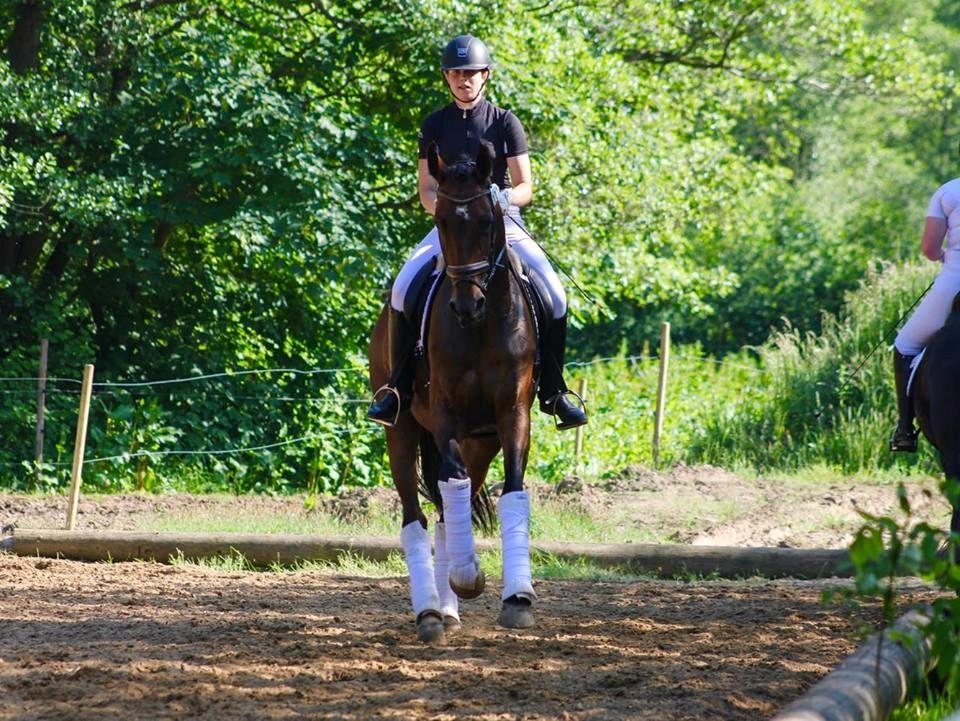 Dansk Varmblod Aalykkes Raffinessa - Billedet er taget af Hartwigsen Photography til stævne i Børkop :-)  billede 8