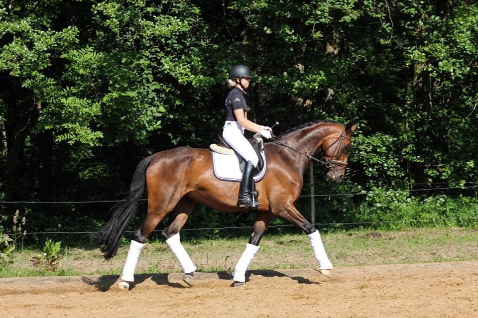 Dansk Varmblod Aalykkes Raffinessa - Billedet er taget af Hartwigsen Photography til stævne i Børkop :-)  billede 9