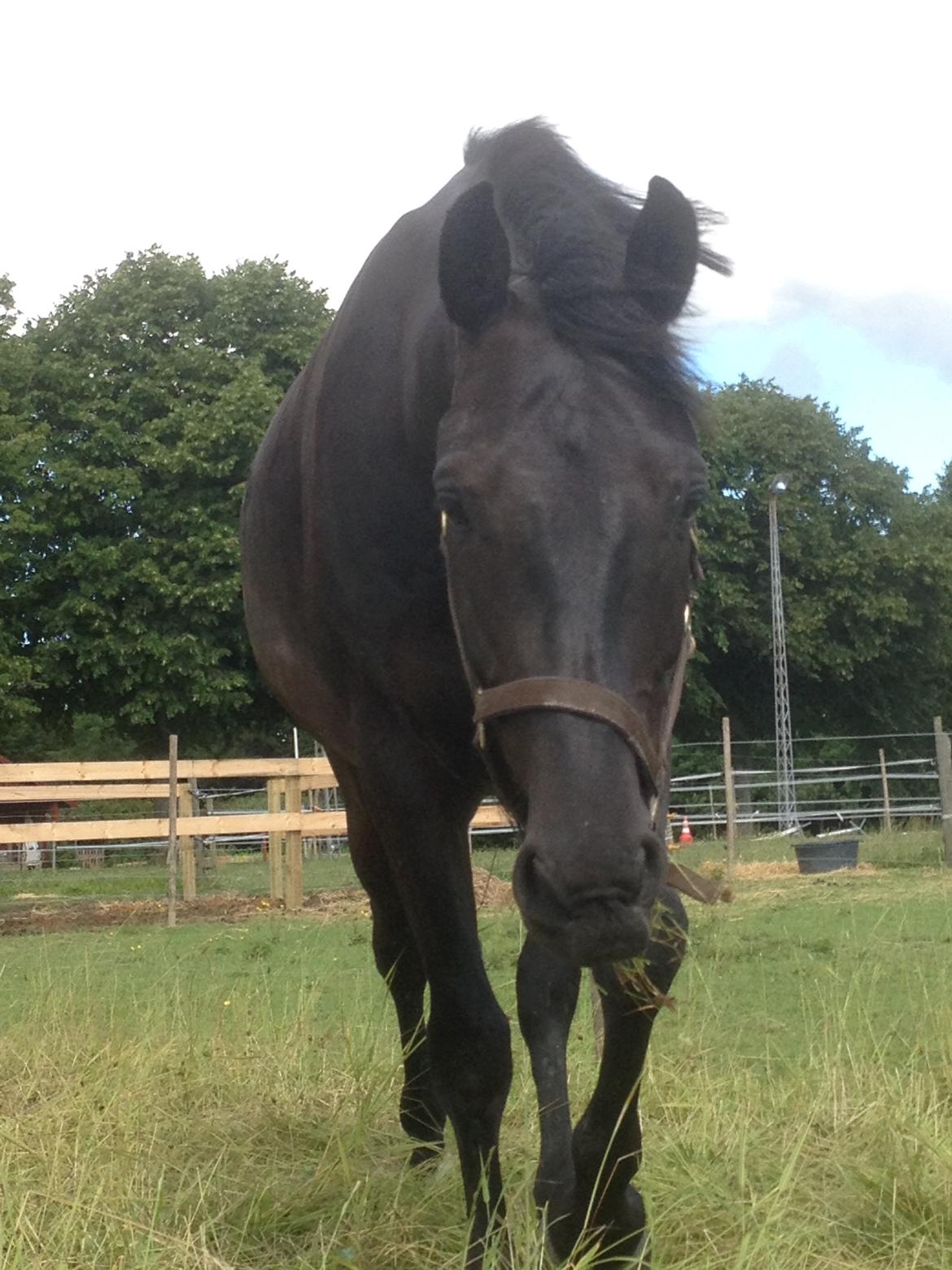 Anden særlig race Piratus  billede 10