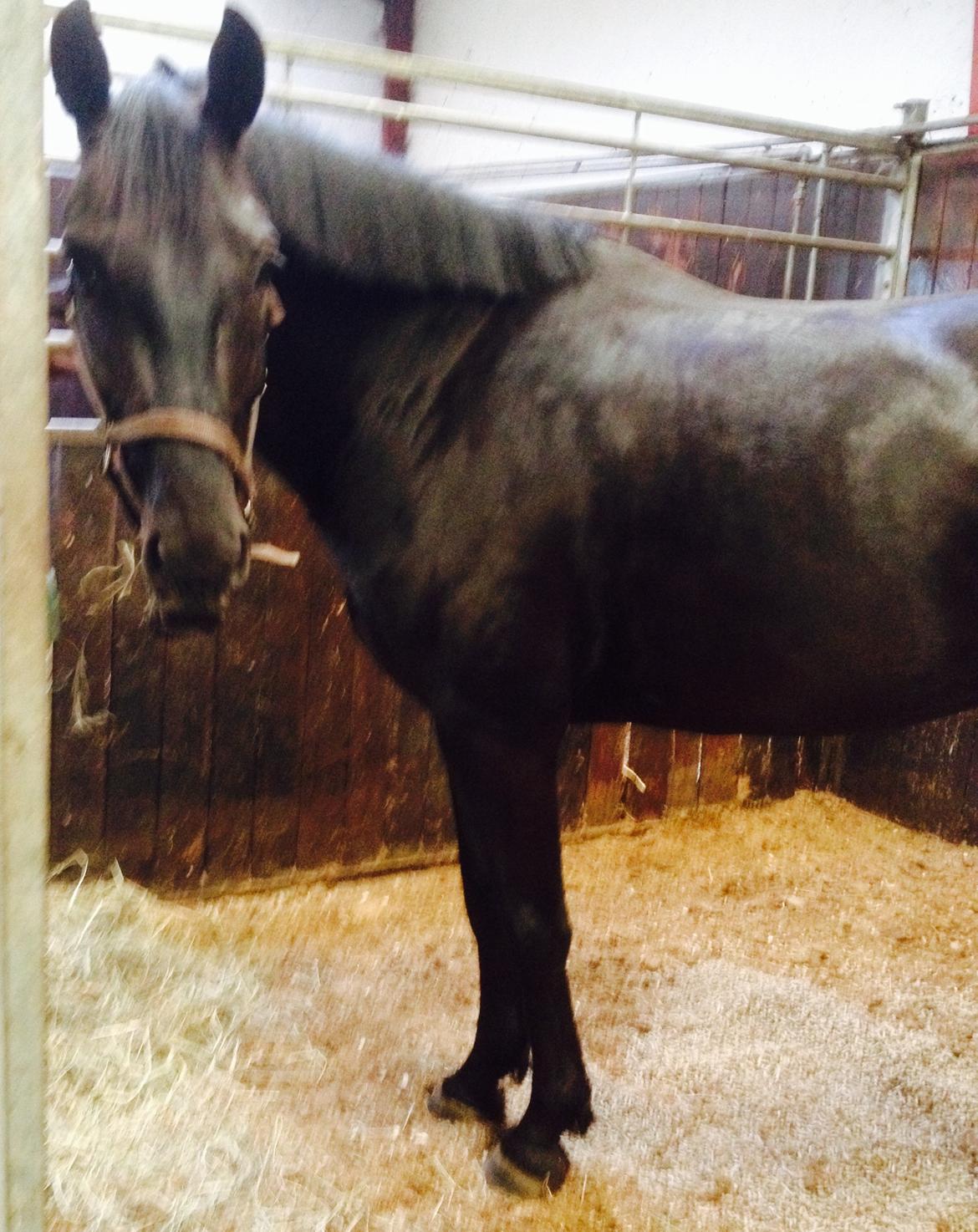 Anden særlig race Piratus  billede 11