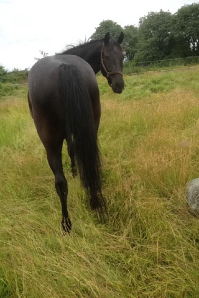 Anden særlig race Piratus  billede 13