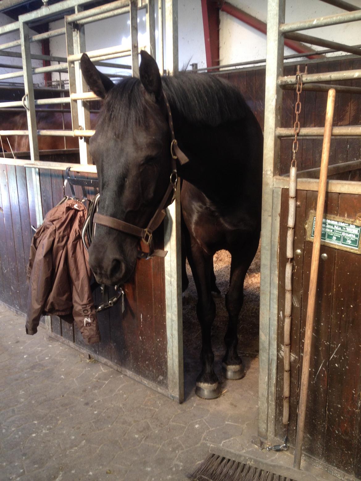 Anden særlig race Piratus  billede 14