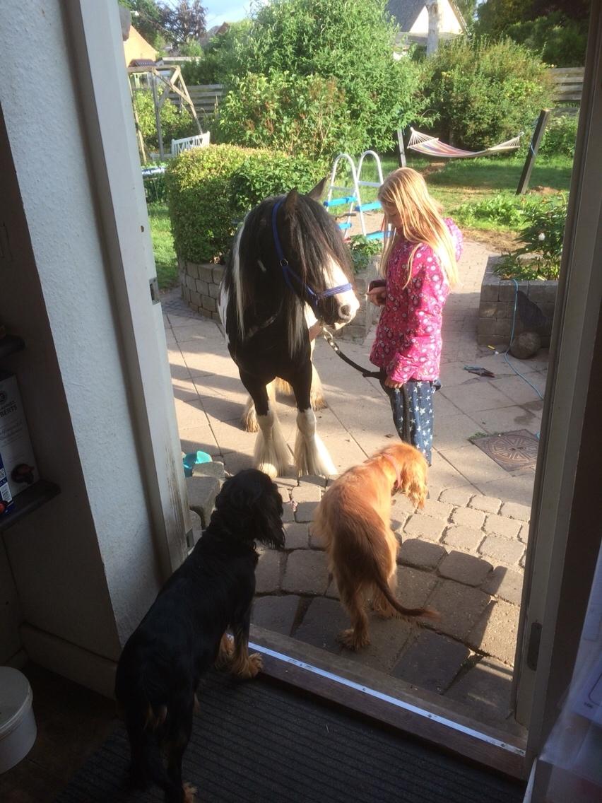 Tinker Oliver billede 18