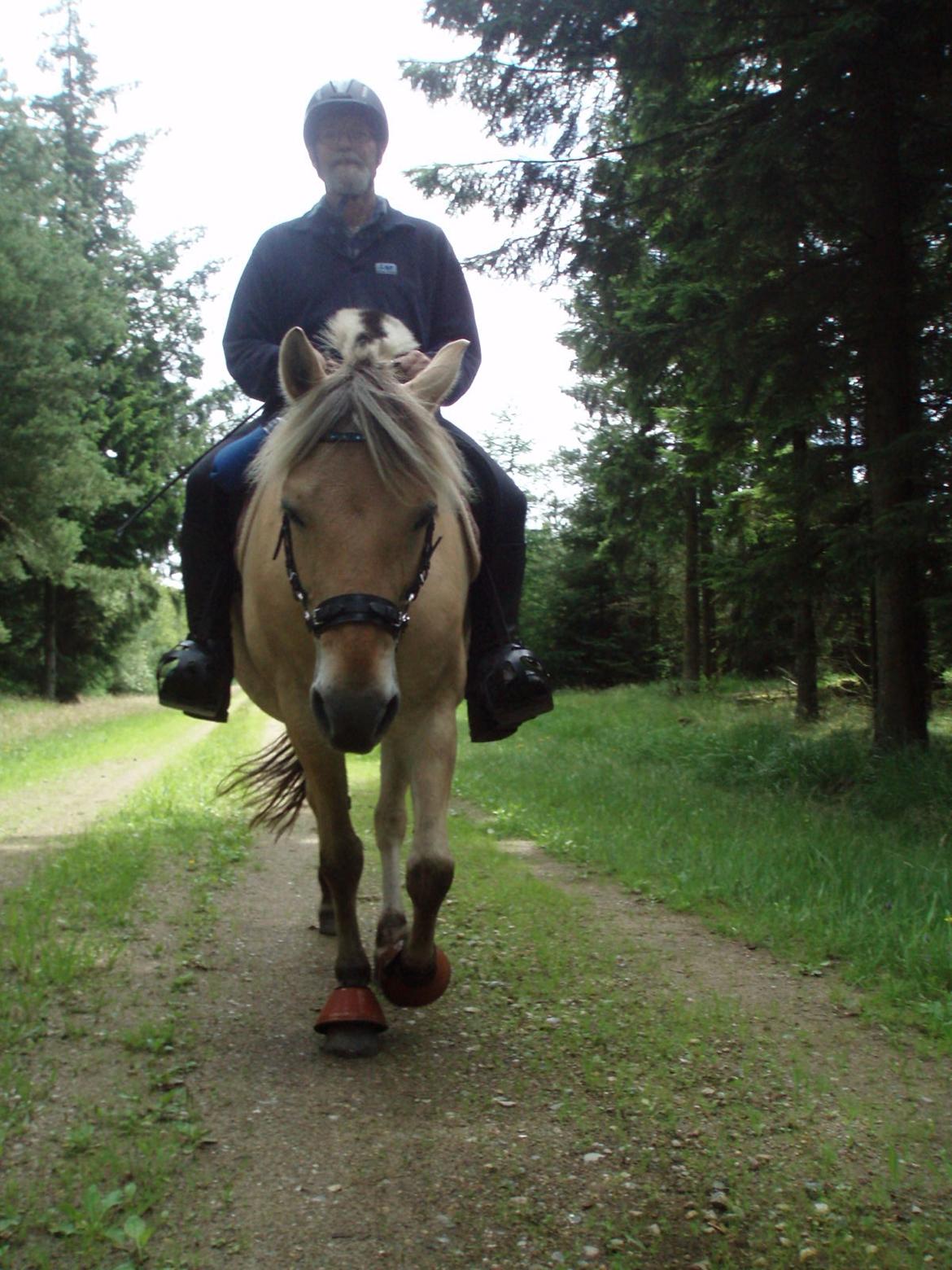 Fjordhest Vrå nikita - dejlige Nikita vi ELSKER dig d. 10 Juli 2016 billede 6