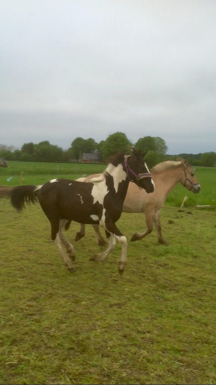 Barockpinto Revsgaards Rhapsody billede 39