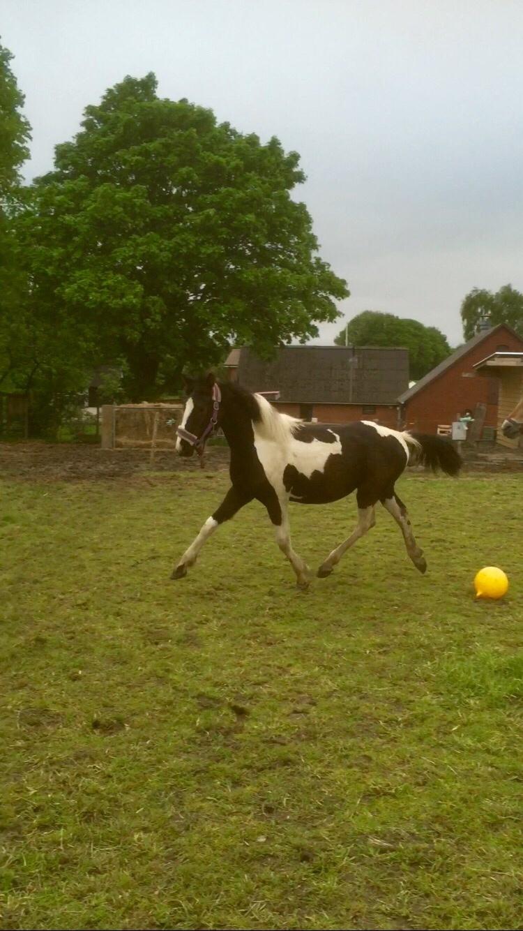 Barockpinto Revsgaards Rhapsody billede 36