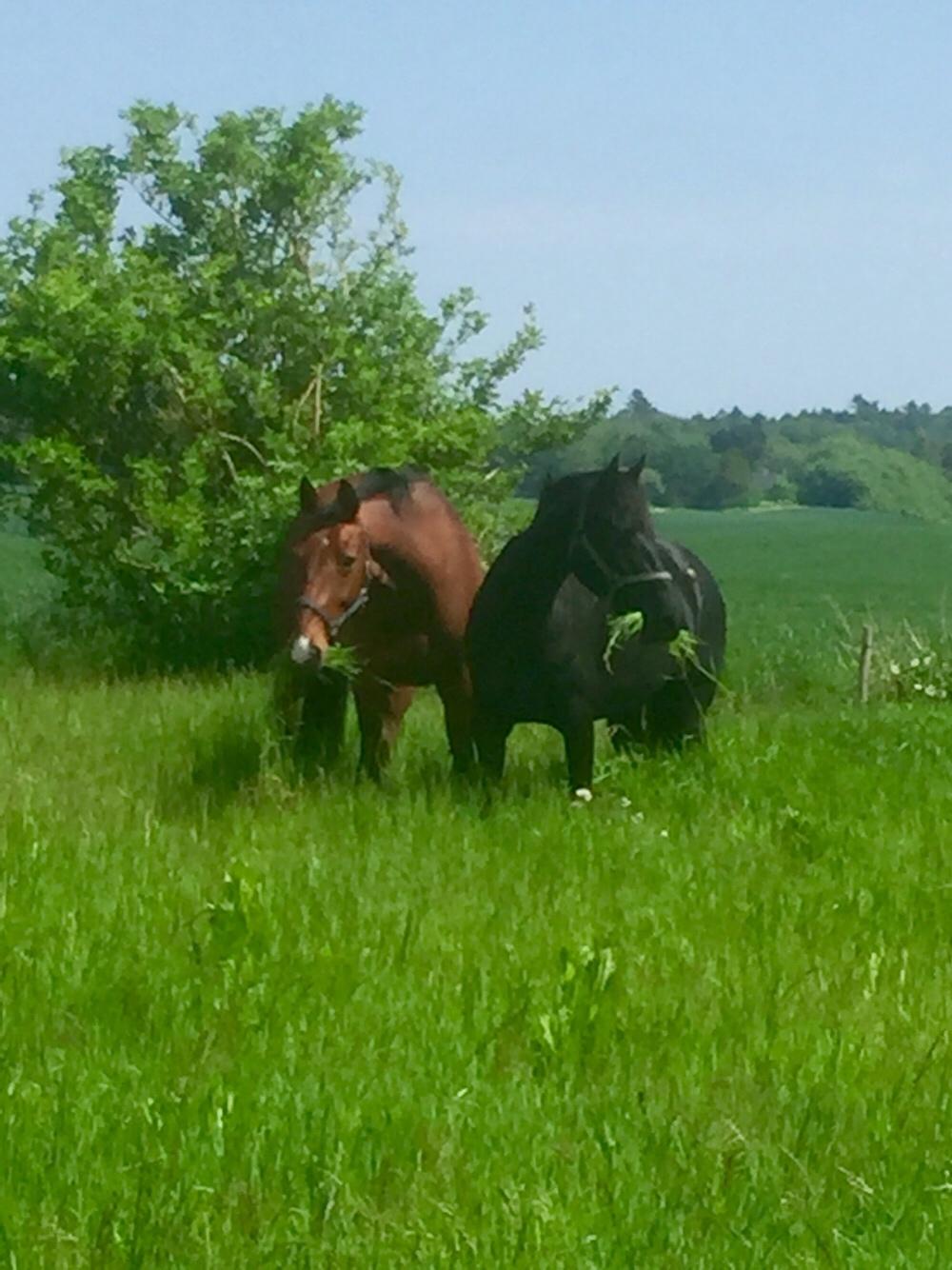 Palomino Charlie Stauslykke billede 26