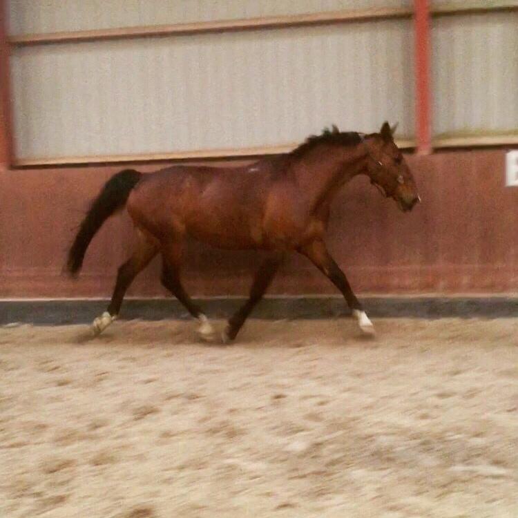 Palomino Charlie Stauslykke billede 1