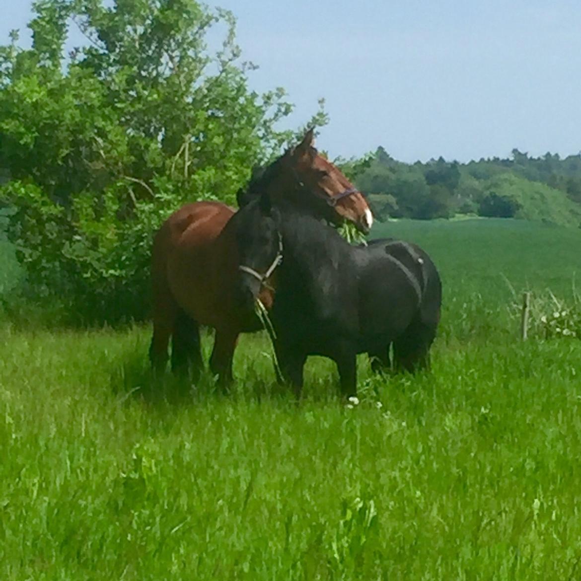 Palomino Charlie Stauslykke billede 27