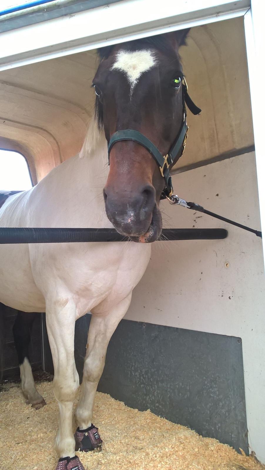 Anden særlig race Sofus  - Sofus i traileren 😊 billede 5