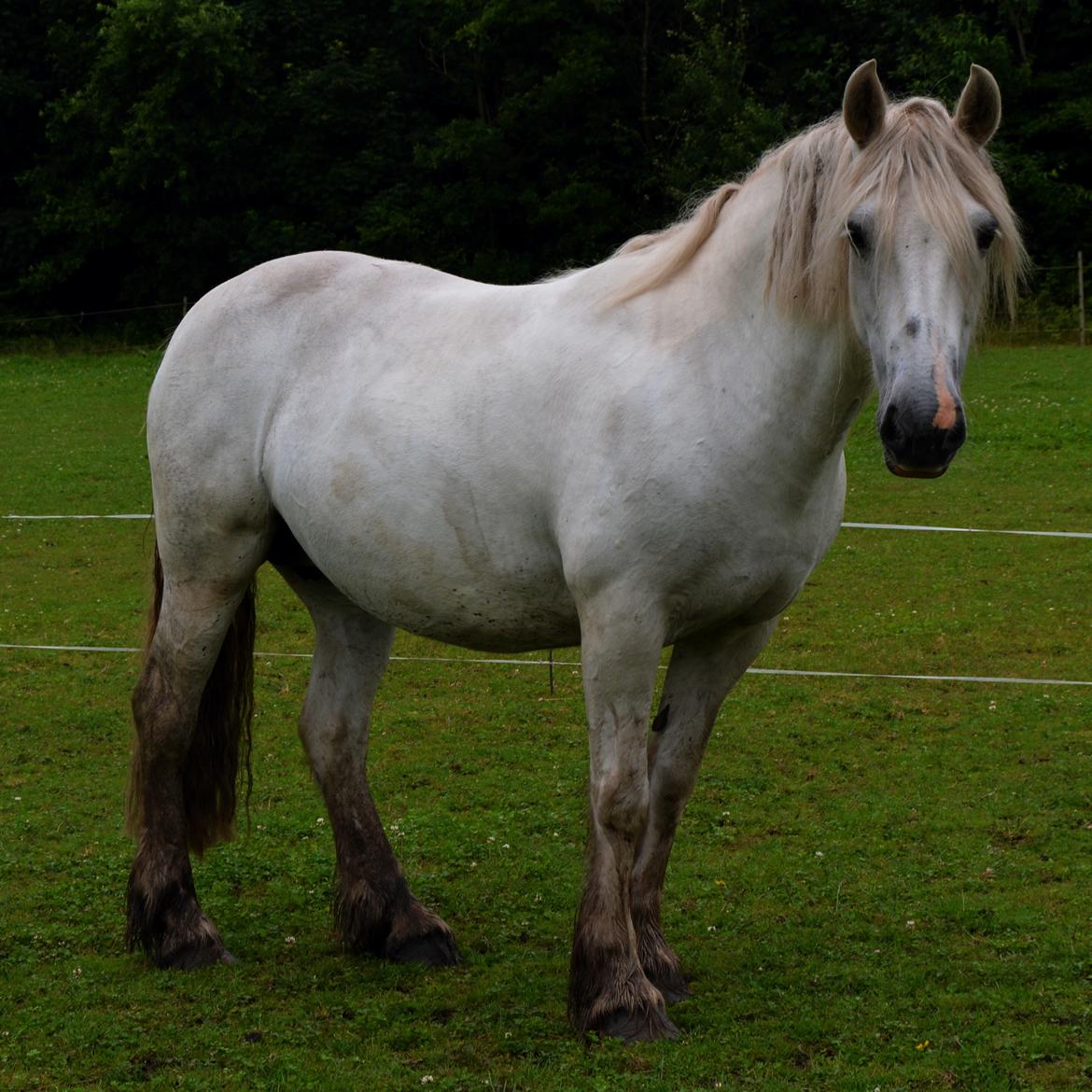 Irish Cob Tøsen billede 6