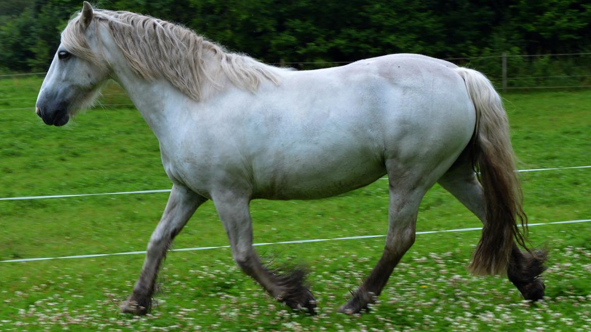 Irish Cob Tøsen billede 2