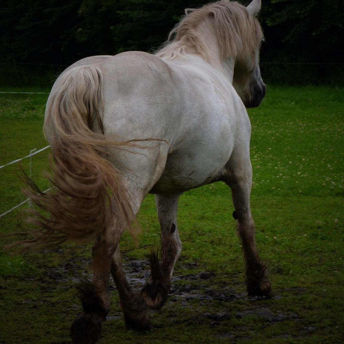 Irish Cob Tøsen *himmelhest* billede 4