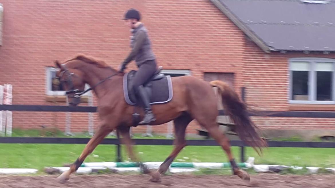 Dansk Varmblod Lundens Bosten (Kop) billede 1