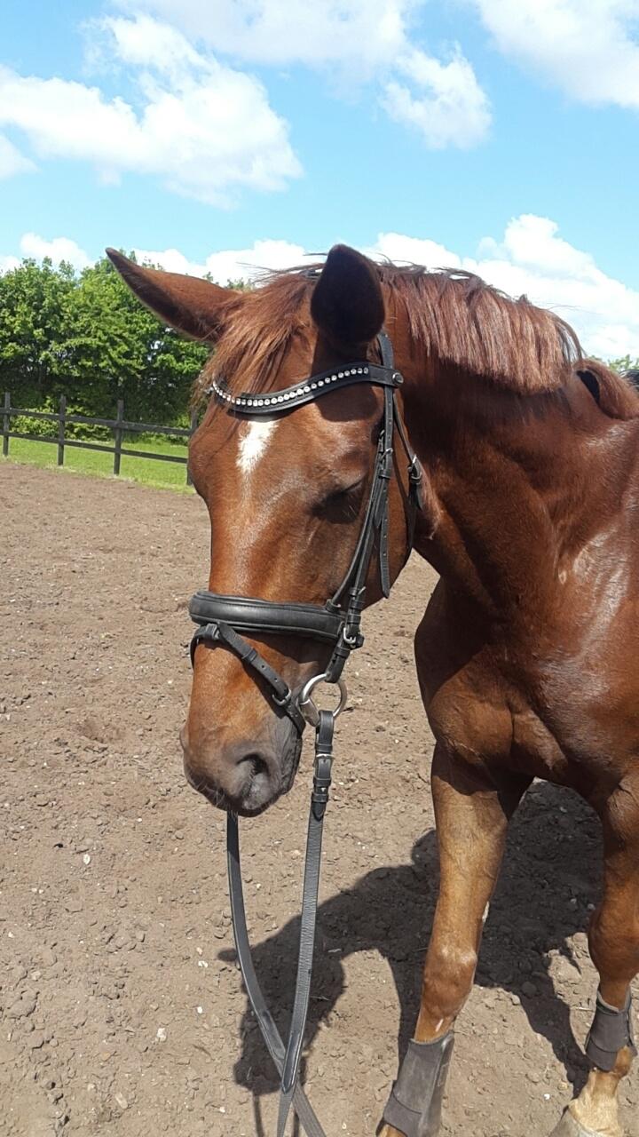 Dansk Varmblod Lundens Bosten (Kop) billede 2