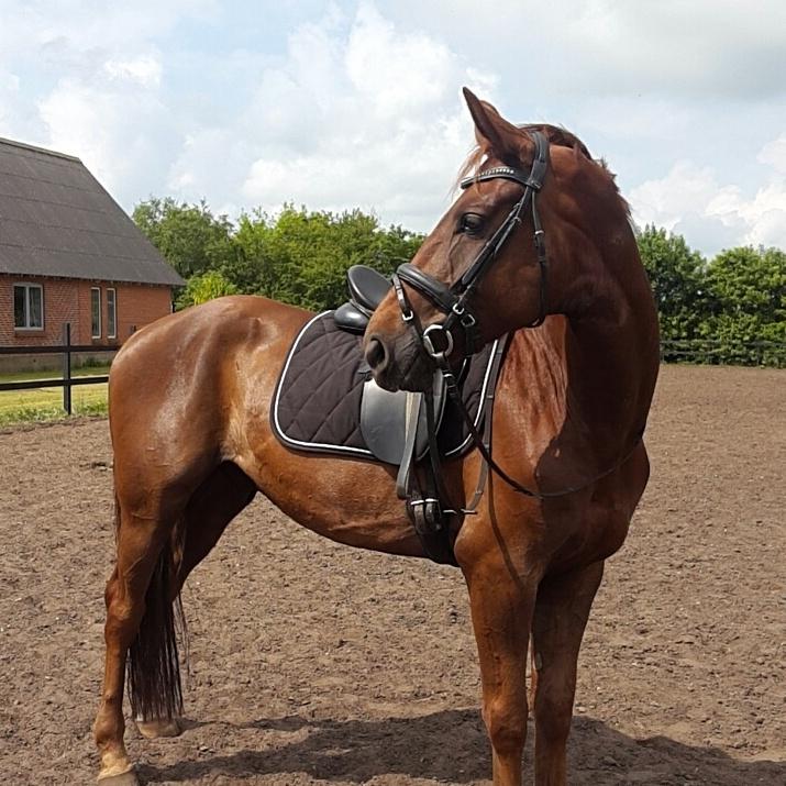 Dansk Varmblod Lundens Bosten (Kop) billede 3
