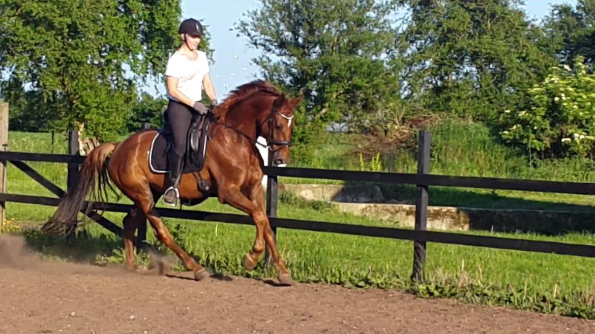 Dansk Varmblod Lundens Bosten (Kop) billede 4