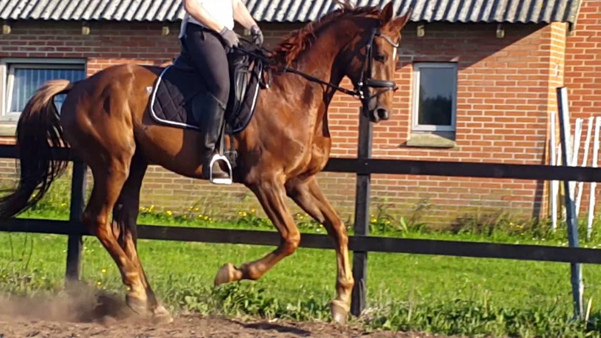 Dansk Varmblod Lundens Bosten (Kop) billede 5