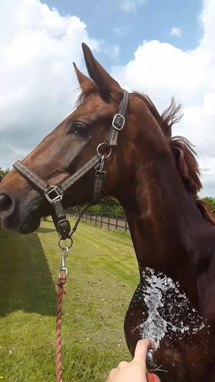 Dansk Varmblod Lundens Bosten (Kop) billede 6