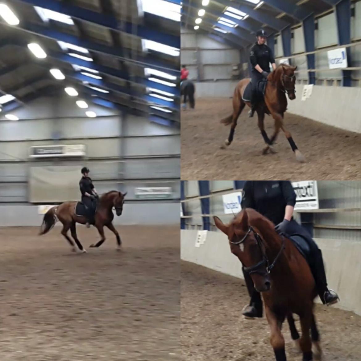 Dansk Varmblod Lundens Bosten (Kop) billede 7